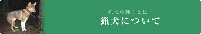 猟犬の魅力とは…　猟犬について